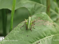 キリギリス　若齢幼虫 ギシギシ葉上で休む　日光浴　跳ねて逃げる