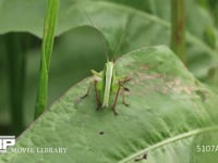 キリギリス　若齢幼虫 ギシギシ葉上で休む　日光浴　跳ねて逃げる