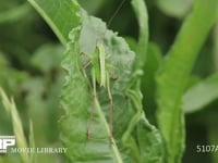 キリギリス　若齢幼虫 ギシギシ葉上で休む