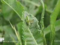 キリギリス　若齢幼虫 ギシギシ葉上で休む