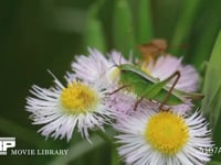 キリギリス　若齢幼虫 ハルジオン花上で休むがカメムシが近づいたので跳ねて逃げる