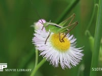 キリギリス　若齢幼虫 ハルジオン花上で休む