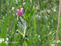 クロオオアリ 触角をそうじした後、カラスノエンドウの花外蜜腺で蜜を集める