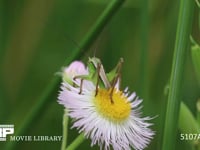 キリギリス　若齢幼虫 ハルジオン花上で休む　風で花が揺れると跳ねて逃げる