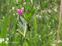 クロオオアリ カラスノエンドウの花外蜜腺から蜜を集め、触角、前脚を舐めてそうじする