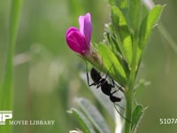 クロオオアリ カラスノエンドウの花や花外蜜腺から蜜を集め、触角、前脚を舐めてそうじする