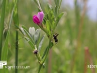 クロオオアリ カラスノエンドウの花外蜜腺から蜜を集める