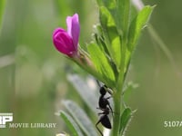 クロオオアリ カラスノエンドウの花や花外蜜腺から蜜を集める