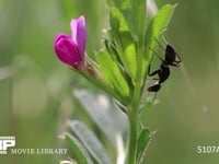 クロオオアリ カラスノエンドウの花外蜜腺から蜜を集め、触角、前脚を舐めてそうじする