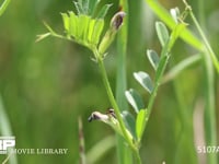 クロヤマアリ カラスノエンドウの花外蜜腺から蜜を集めて回る。アリが落下。