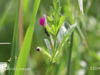 クロヤマアリ カラスノエンドウの花外蜜腺から蜜を集めて回る