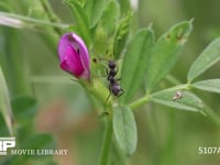 クロヤマアリ カラスノエンドウの蜜を出す花外蜜腺を探し回る
