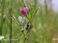 クロオオアリ カラスノエンドウの花外蜜腺から蜜を集める