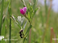 クロオオアリ カラスノエンドウの花外蜜腺から蜜を集める