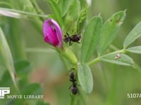 クロヤマアリ カラスノエンドウの花外蜜腺から蜜を集めて回る