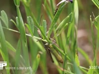 クルマバッタモドキ　終齢幼虫 草むらに隠れる クロヤマアリを避ける