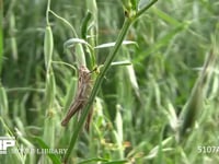 クルマバッタモドキ　終齢幼虫 草むらに隠れる