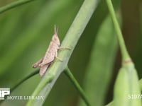 クルマバッタモドキ　２齢幼虫 草（菜の花の茎）に止まる