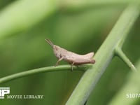 クルマバッタモドキ　２齢幼虫 草（菜の花の茎）から飛び立つ