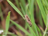 クルマバッタモドキ　中齢幼虫 風に驚いて草影に隠れる