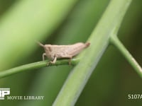 クルマバッタモドキ　２齢幼虫 草（菜の花の茎）に止まる