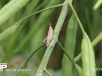 クルマバッタモドキ　２齢幼虫 草（菜の花の茎）に止まる