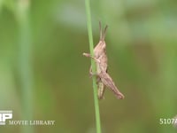 クルマバッタモドキ　中齢幼虫 茎の反対側に移動し身を隠す