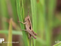 クルマバッタモドキ　中齢幼虫 草の葉から飛び立つ
