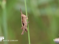 クルマバッタモドキ　中齢幼虫 茎の反対側に移動し身を隠す