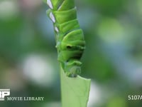 アゲハチョウ　５齢幼虫 ミカンの葉を食う