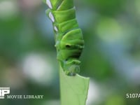 アゲハチョウ　５齢幼虫 ミカンの葉を食う