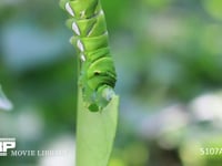 アゲハチョウ　５齢幼虫 ミカンの葉を食う