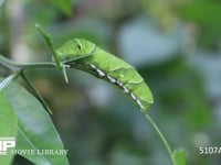 アゲハチョウ　５齢幼虫 ミカンの枝を歩く