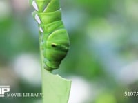 アゲハチョウ　５齢幼虫 ミカンの葉を食う