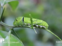 アゲハチョウ　５齢幼虫 ミカンの枝を歩く