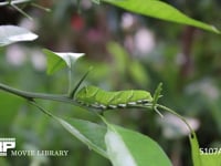 アゲハチョウ　５齢幼虫 ミカンの枝で休む