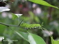 アゲハチョウ　５齢幼虫 ミカンの枝で休む