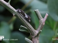 アゲハチョウ　４齢幼虫 ミカンの枝を歩く