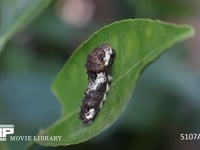 アゲハチョウ　休眠中の４齢幼虫 