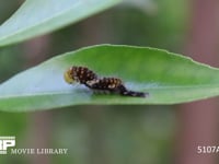 アゲハチョウ　脱皮直後の３齢幼虫 右が脱いだ２齢幼虫の殻