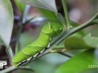 アゲハチョウ　５齢幼虫 ミカンの枝で静止