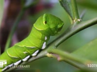 アゲハチョウ　５齢幼虫 ミカンの枝で静止