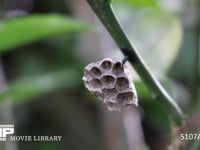 コアシナガバチ　初期の巣 巣房に卵が見える