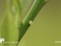 アゲハチョウ　卵 ミカンの小枝に産卵される