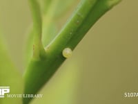 アゲハチョウ　卵 ミカンの小枝に産卵される