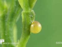 アゲハチョウ　卵 ミカンの新葉の根本に産卵される