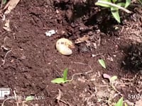 カブトムシ　幼虫 堆肥中から掘り出した幼虫