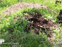 カブトムシ　幼虫 堆肥中から幼虫を掘り出す