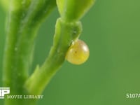 アゲハチョウ　卵 ミカンの新葉の根本に産卵される