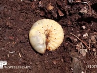 カブトムシ　終齢幼虫 堆肥から掘り出した